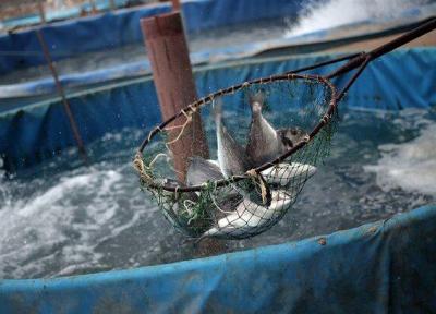 اجرای طرح پرورش ماهی در قفس در سدهای مارون و جره