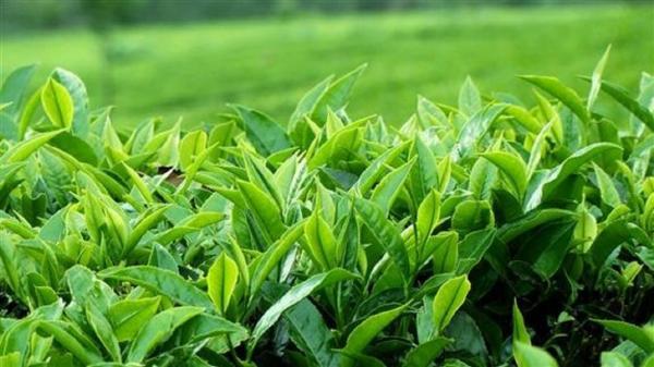 افزایش خرید تضمینی برگ سبز چای از چایکاران گیلانی