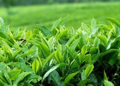 افزایش خرید تضمینی برگ سبز چای از چایکاران گیلانی