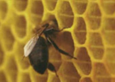 داروی دیرینه زنبورهای عسل!
