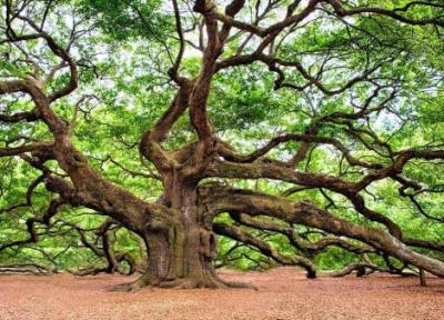 خطرناک ترین درختان دنیا را بشناسید ؟
