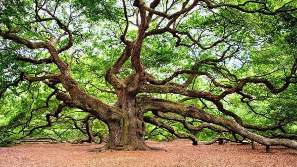خطرناک ترین درختان دنیا را بشناسید ؟